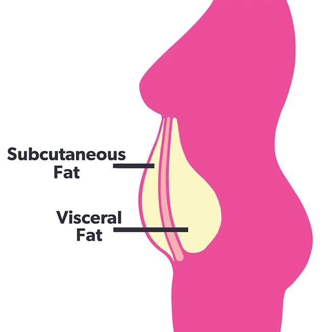 Visceral Fat in the body
